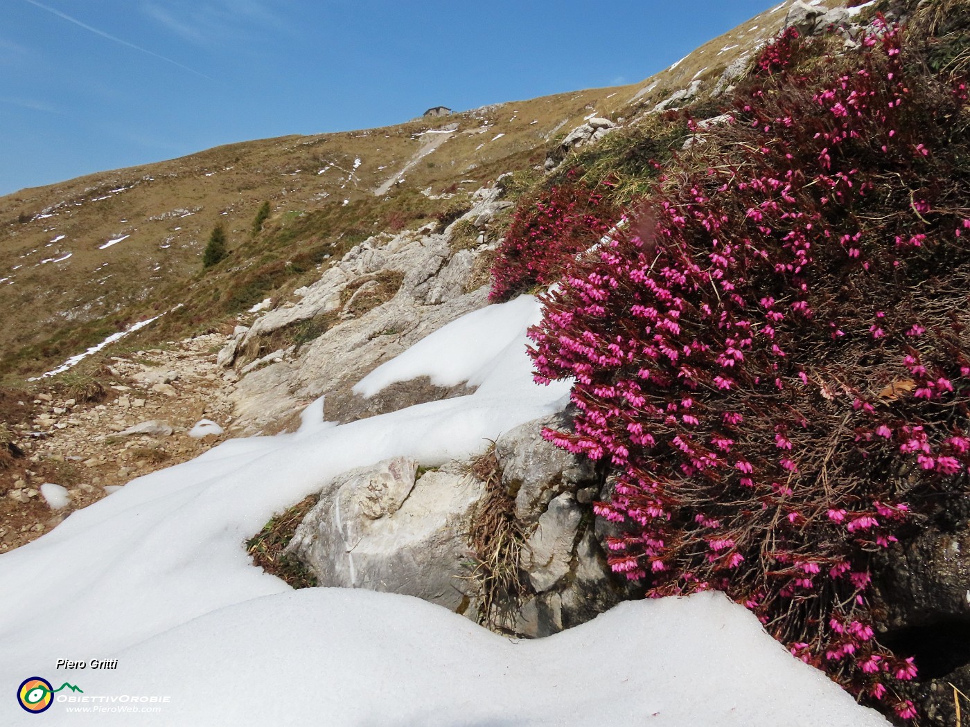 45 Bianca neve in scioglimento e rossa erica in fioritura.JPG